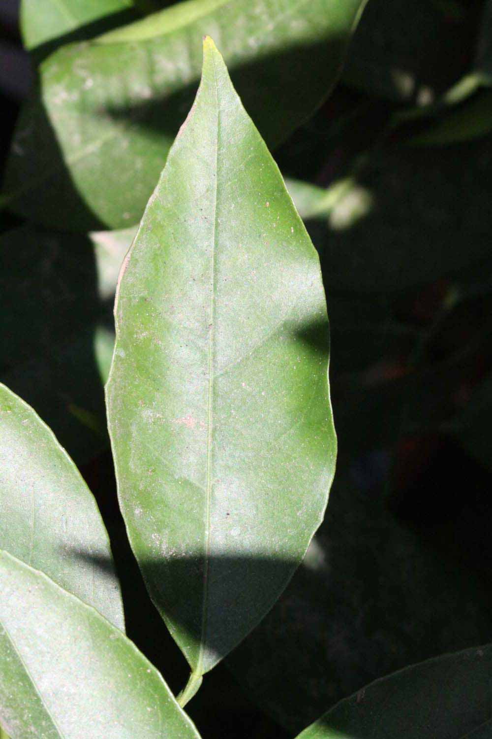              Unifoliolate leaf (Riverside, CA)       